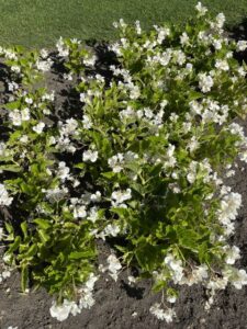 Begonia ‘Surefire White’ (Proven Winners)