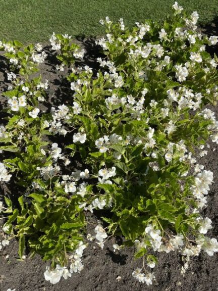 Begonia ‘Surefire White’ (Proven Winners)