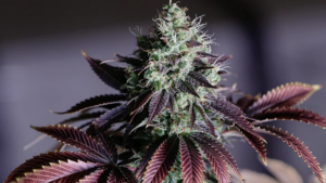 8 Factors Affecting the THC Potency of Your Cannabis Flowers
