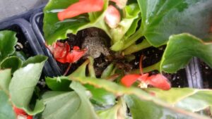 How to Optimize the Performance of Microbial Fungicides