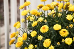 Bracteantha 'Granvia Gold' (Suntory Flowers)