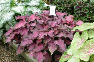 Caladium 'Heart to Heart Scarlet Flame' (Proven Winners)