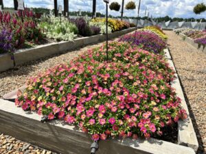 Calibrachoa 'Cabaret Diva Pink' (Ball FloraPlant)