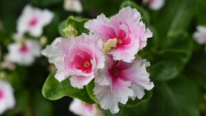 University of Georgia Plant Trials: Mild Weather Leads to a Great Year