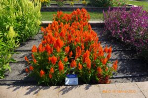 Celosia 'Flamma Orange' (Sakata Ornamentals)