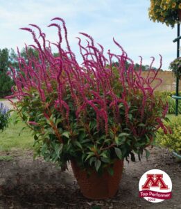 Celosia ‘Kelos Candela Pink’ (Beekenkamp)