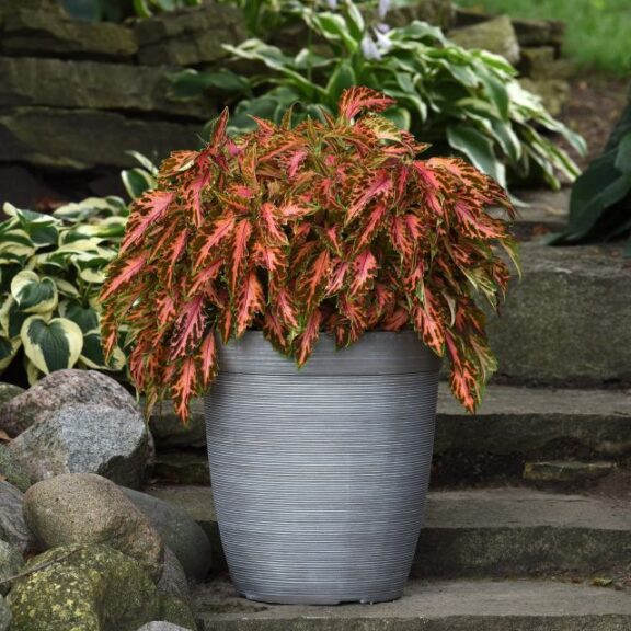 Coleus ‘Premium Sun Coral Candy’ (PanAmerican Seed)