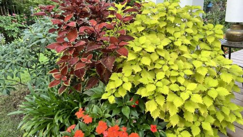 Why My Love for Annuals Continues to Grow