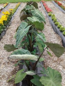 Colocasia 'Heart of the Jungle' (Proven Winners)