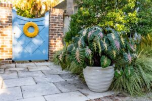 Colocasia ‘Royal Hawaiian Waikiki’ (PlantHaven)