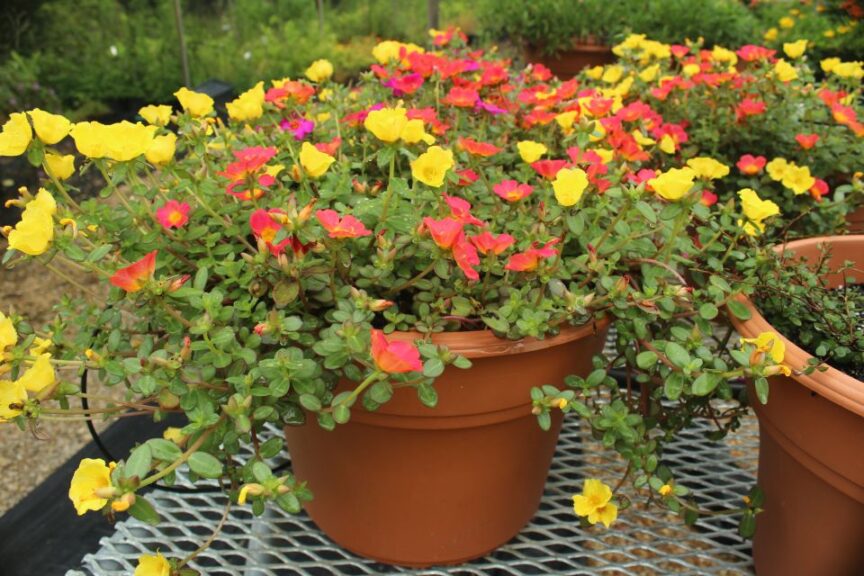 Portulaca 'Confetti Garden Cupcake Night' (Dümmen Orange)