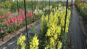 ICYMI: Raker-Roberta’s 2023 Trials to Focus on Color Trends and Cut Flowers