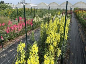 Cut Flower Area at Raker-Roberta's