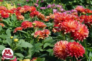 Dahlia ‘Labella Maggiore Fun Flame’ (Beekenkamp)