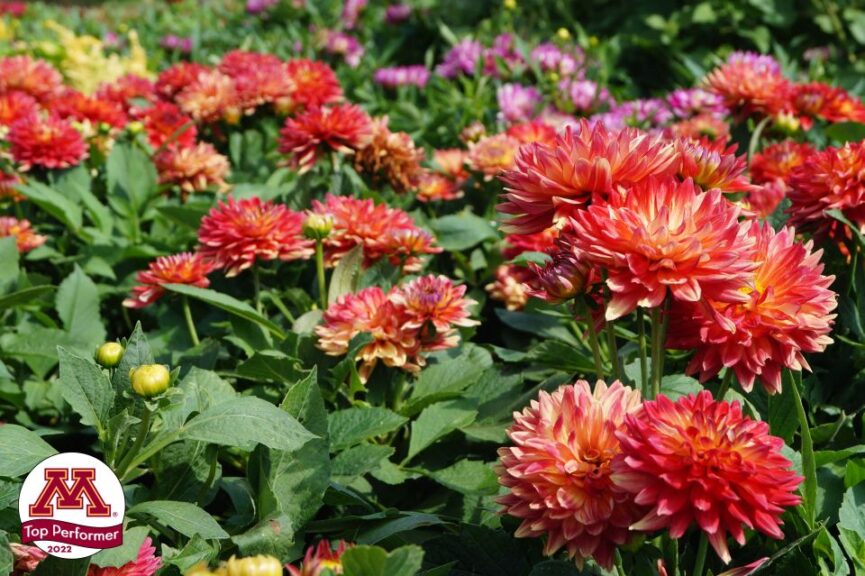 Dahlia ‘Labella Maggiore Fun Flame’ (Beekenkamp)