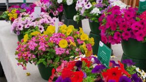 How Plant Breeders Are Getting Back to Focusing on New Genetics