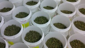 5 Steps to Cannabis Curing Success