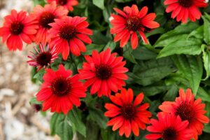 Echinacea 'Panama Red' (Danziger)