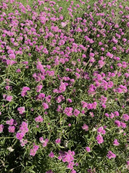 Gomphrena ‘Truffula Pink’ (Proven Winners)