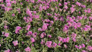 Colors, Combos Stand Out in Massachusetts Field Trials