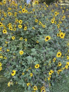 Helianthus ‘Suncredible Yellow’ (Proven Winners)
