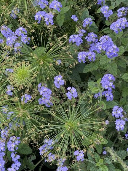 Heliotropium ‘Augusta Lavender’ (Proven Winners)