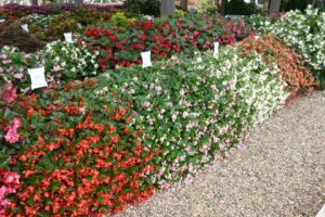 Begonia 'Hula Bicolor Red White' (PanAmerican Seed)