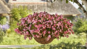 The Specifics of Interspecific Begonias