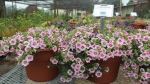 Shining Stars Emerge From Tough Conditions in LSU Plant Trials