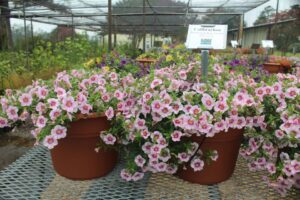 Calibrachoa 'Bloomtastic Rose Quartz' (Dümmen Orange)