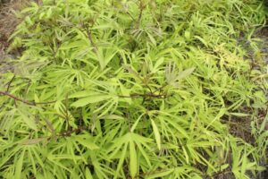 Ornamental Sweet Potato 'Sweet Caroline Medusa Green' (Proven Winners)