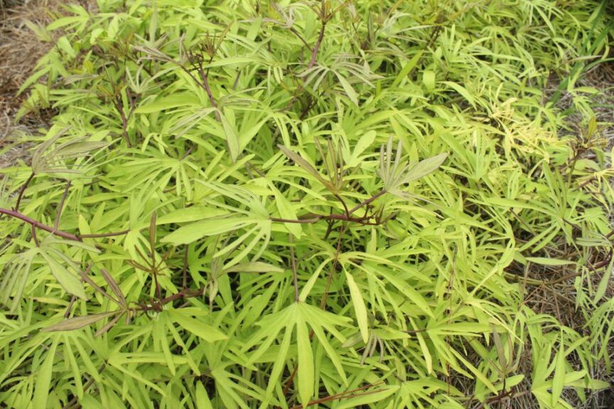 Ornamental Sweet Potato 'Sweet Caroline Medusa Green' (Proven Winners)