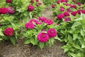 Zinnia 'Zesty Purple' (PanAmerican Seed)