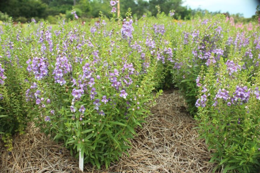 Angelonia 'Sungelonia Blue' (Suntory Flowers)