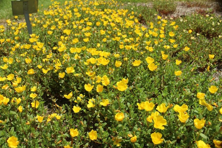 Purslane 'Mojave Yellow' (Proven Winners)