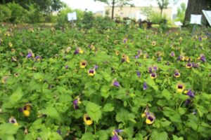 Torenia Summer Wave Series (Proven Winners)