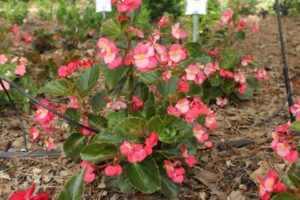 Begonia 'Surefire Rose' (Proven Winners)