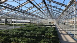 Computer Vision in the Greenhouse Is No Longer in the Future; It’s Here