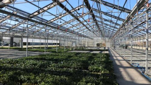 Computer Vision in the Greenhouse Is No Longer in the Future; It’s Here