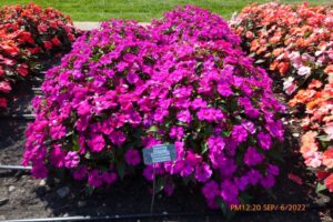 Impatiens 'Solarscape Neon Purple' (Ball Seed)