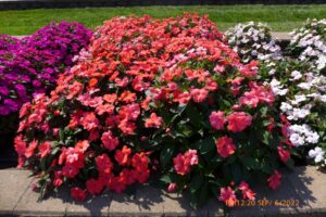 Impatiens 'Solarscape XL Salmon Glow' (Ball Seed)