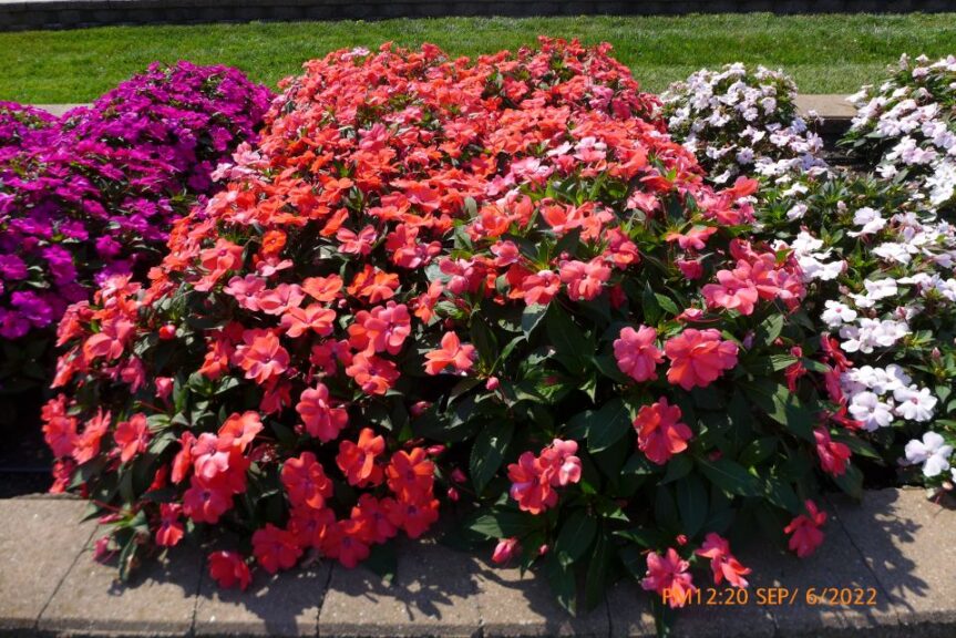 Impatiens 'Solarscape XL Salmon Glow' (Ball Seed)