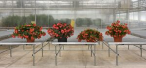 Interspecific Begonia Comparison