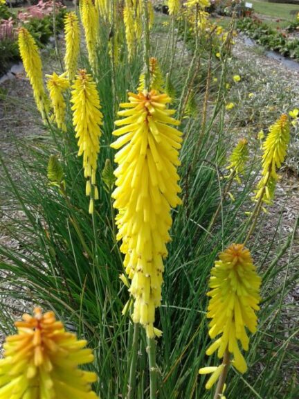 Kniphofia uvaria 'Glowstick' (Darwin Perennials)