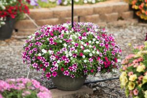 Kwik Kombo Itsy Bitsy Mix (Syngenta Flowers)