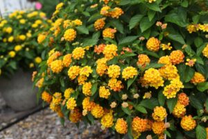 Lantana 'Bandolista Mango' (Syngenta Flowers)