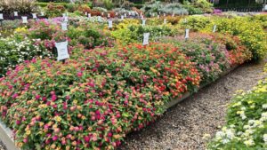 Everything You Need to Know From the 2022 Floriculture Field Trials