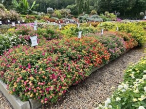 Lantana 'Fuego Orange' (Green Fuse Botanicals)