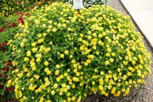 Lantana 'Luscious Royale Lemon Tart' (Proven Winners)