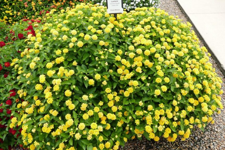 Lantana 'Luscious Royale Lemon Tart' (Proven Winners)